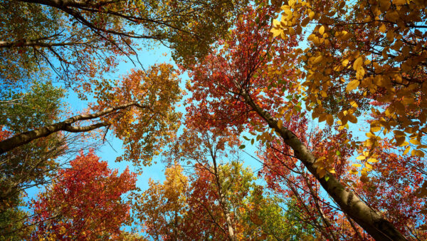 Wallpaper Blue, Mobile, Worm’s, Trees, Eye, View, Desktop, Autumn, Leaves, Sky, Colorful, Under, Branches