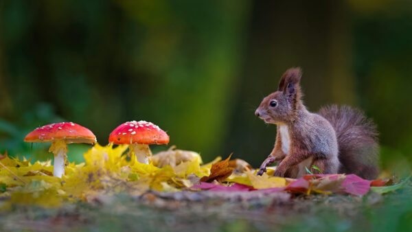 Wallpaper With, Near, Mushrooms, Sitting, Desktop, Squirrel, Shallow, Red, Background