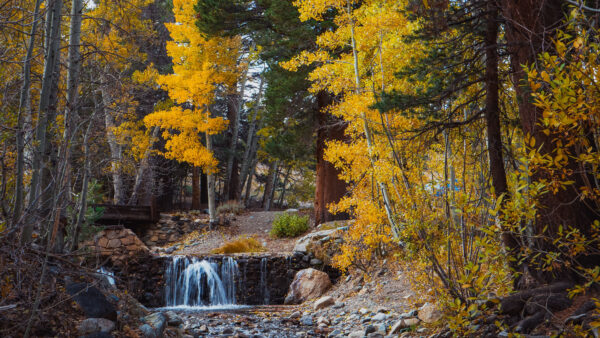 Wallpaper Mobile, Autumn, Trees, Yellow, Leaves, Stone, Green, Stream, Waterall, Between, Desktop