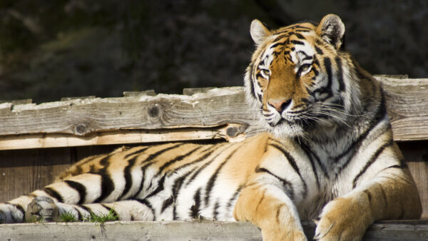 Wallpaper Wood, Tiger, Bench, Sitting