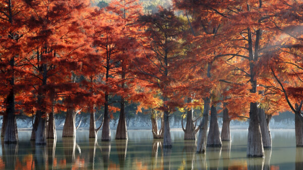 Wallpaper Beautiful, Swamp, Trees, Water, Leaves, Nature, Background, Reflection, Red