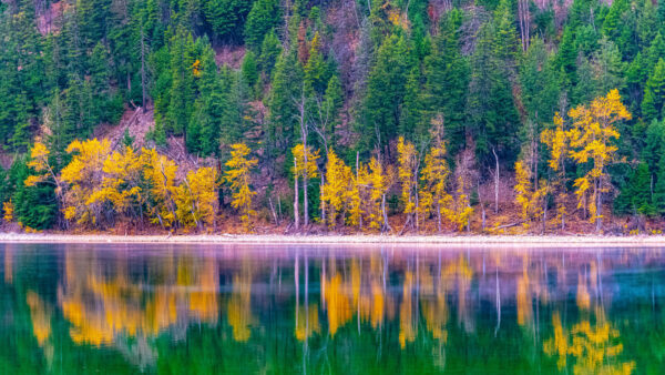 Wallpaper Reflection, Green, Desktop, Yellow, Leaves, Autumn, Water, Forest, Mobile, Trees