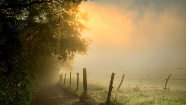 Wallpaper And, Grass, Trees, Path, Fog, Green, Field, Between, Fence, Background, Nature