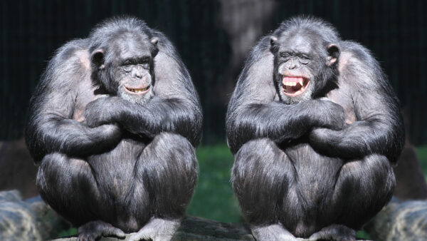 Wallpaper Monkey, Blur, Face, Funny, Background, Chimpanzee, Smiling