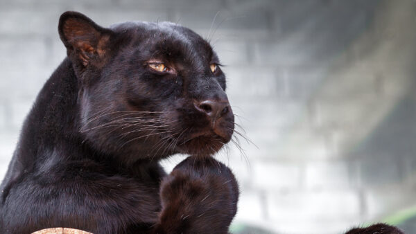 Wallpaper Blur, Background, Cat, Panther, Black, Big, WALL