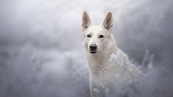 Wallpaper Shepherd, Dog, White, Background, Swiss