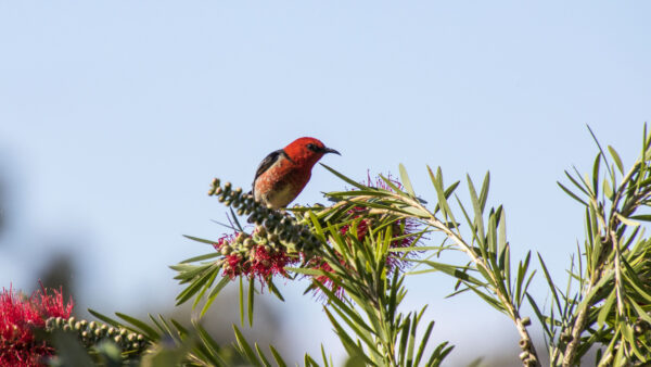 Wallpaper Black, Tree, Branch, Sky, Birds, Red, Flowers, Background, Blue, Bird