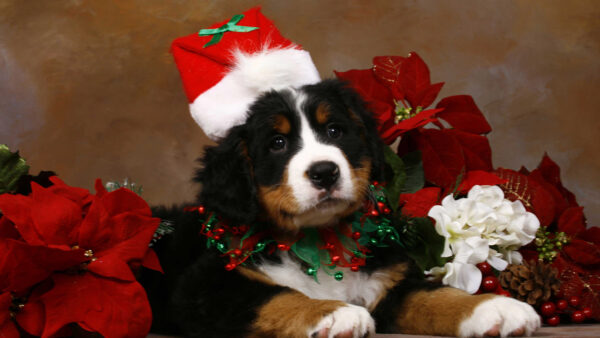 Wallpaper Flowers, And, Cap, Claus, With, Cute, Decoration, Christmas, Santa, Dog