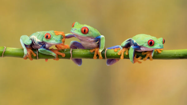 Wallpaper Bamboo, Green, Three, Frogs, Stick