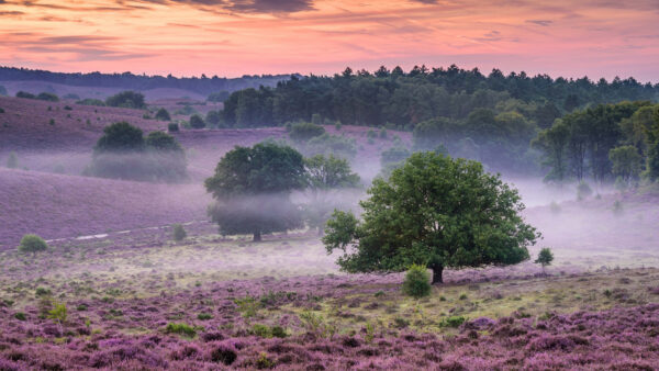 Wallpaper During, Purple, Trees, Sunset, With, Field, Nature, Flowers, Green, Lavender, Fog