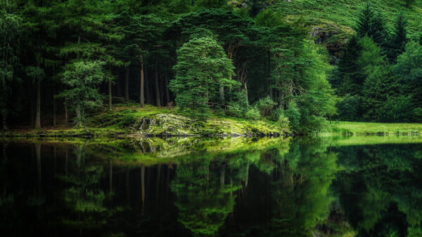 Wallpaper Green, With, Calm, Water, Greenery, Scene, Reflection, Body