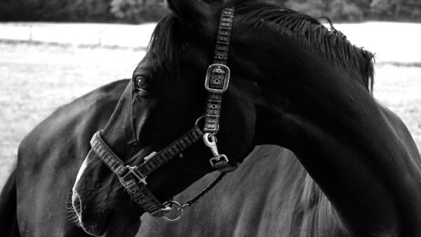 Wallpaper Closeup, Black, Horse, Desktop