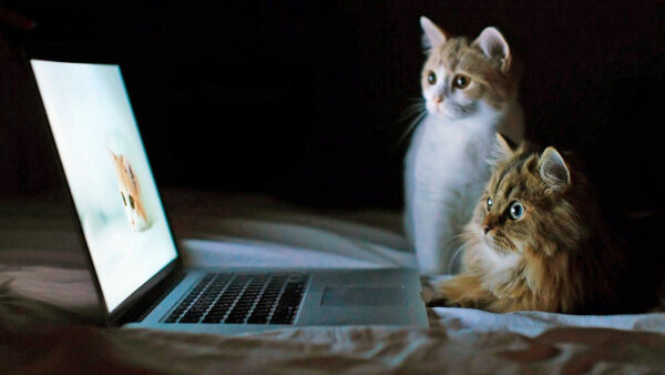 Wallpaper Kittens, Expressions, Cat, Brown, Funny, White, Face, Laptop
