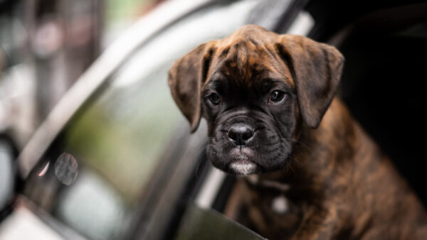 Wallpaper Animal, Car, Outside, Baby, Boxer, Door, Dog