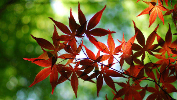 Wallpaper Lock, Background, Leafed, View, Screen, Branch, Tree, Closeup, Green, Bokeh, Red