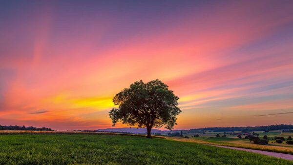 Wallpaper Field, Tree, Under, Grass, Yellow, Green, Clouds, Light, Pink, Nature, Purple, Sky, Blue