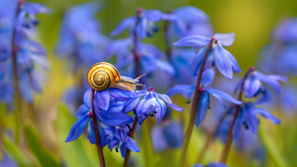 Wallpaper Snail, Yellow, Blue, Flower