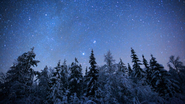 Wallpaper Starry, Nighttime, Under, Nature, Trees, Spruce, Sky, Frozen, Desktop, Mobile, During, Forest