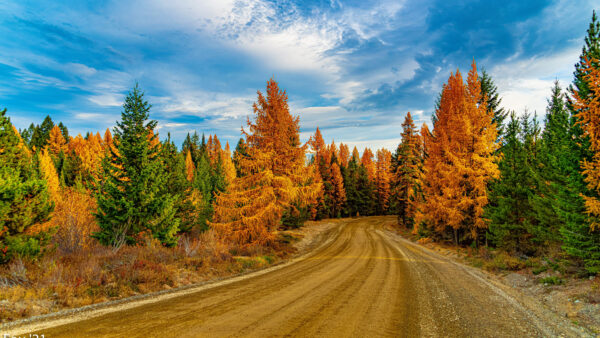 Wallpaper Mobile, Blue, Between, Sunlight, Trees, Clouds, Path, Nature, Yellow, White, Green, Road, Desktop, Autumn, Orange, Sky, Under