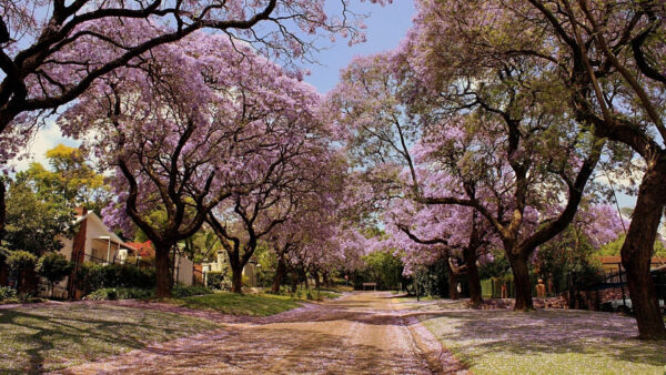 Wallpaper Trees, Branches, Spring, Blossom, Pink, Flowers, Sand, Between, Road