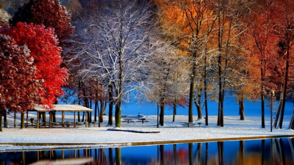 Wallpaper Forest, Beautiful, Winter, Water, Nature, Autumn, Frozen, Reflection, Trees