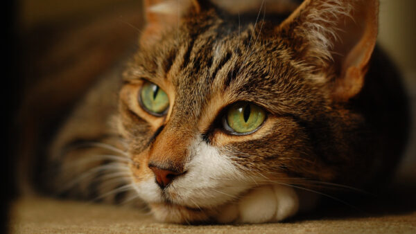 Wallpaper Green, Cat, Eyes, Desktop, With