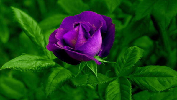 Wallpaper Flower, With, Purple, Rose, Green, Leaves