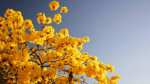 Wallpaper Tree, Branches, Blue, Sky, Background, Flowers, Yellow