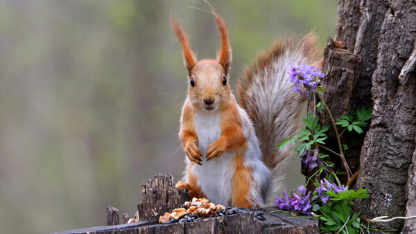 Wallpaper Tree, Standing, Blur, Background, Trunk, Squirrel, Forest