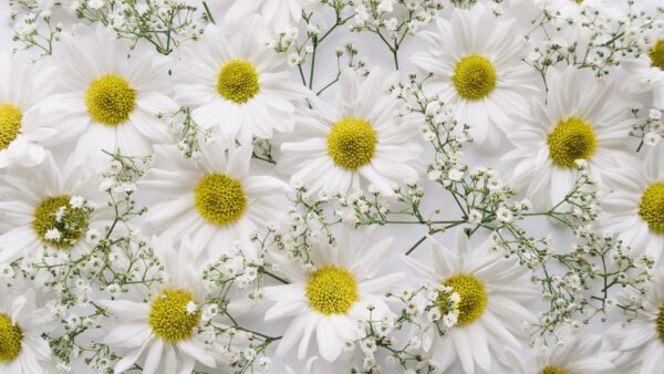Wallpaper Chrysanthemum, White, Breath, Baby’s, Flowers
