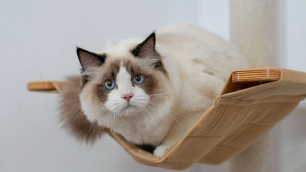 Wallpaper White, Blue, Eyes, Background, Cat, Swing, WALL, Chair, Light, Brown