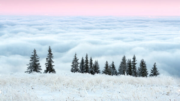 Wallpaper White, Grass, Clouds, Frozen, Light, Trees, Winter, Sky, Pink, Spruce