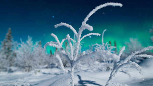 Wallpaper Winter, Background, Sky, Closeup, Grass, Snow, Borealis, Covered, View, Blur, Aurora, Field