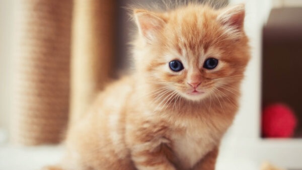 Wallpaper Cat, Kitten, Blur, Cute, Light, Sitting, Background, Brown