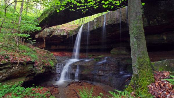 Wallpaper Waterfalls, Green, From, Trees, Nature, Plants, Bushes, Rock