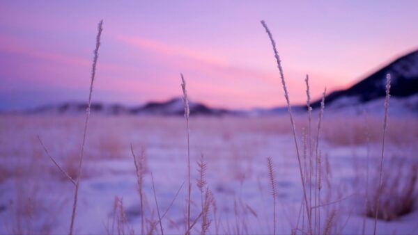 Wallpaper Frost, Land, Background, Nature, Blue, Grass, Purple, Snow, Rocks, Dry, Sky