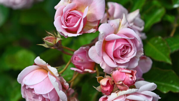 Wallpaper Green, Desktop, Leaves, Rose, Petals, Background, Pink, Light, Mobile, Flowers, Blur, Buds