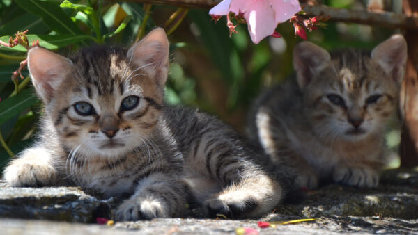 Wallpaper Brown, Black, Branches, Flowers, Tree, Cat, Pink, Kitten, Kittens, Sitting, Cute, Under, Are