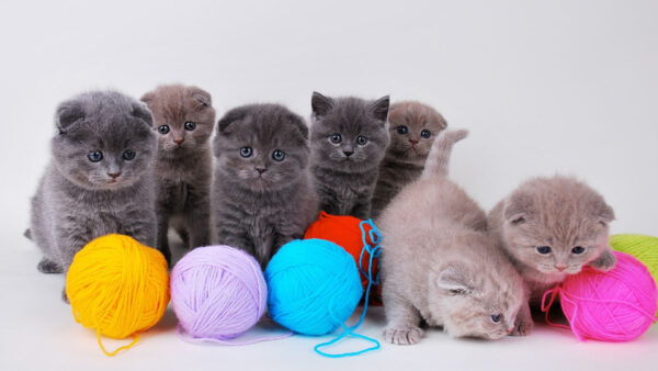 Wallpaper Yarn, Expression, Cat, Kittens, Black, Ball, Brown, Background, Face, White, Funny