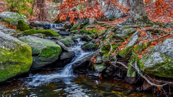 Wallpaper Nature, Water, Stream, River, Rocks, Forest, Background, Beautiful, Covered, Algae