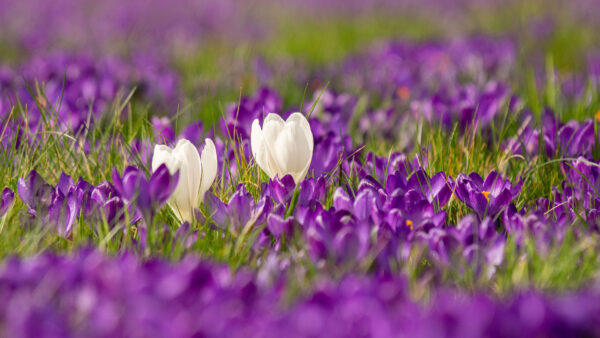 Wallpaper Petals, Mobile, Purple, Desktop, Crocuses, Field, Grass, Blur, White, Dark, Flowers, Background