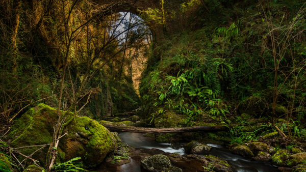 Wallpaper Nature, Covered, Plants, During, Algae, River, Daytime, Green, Canyon, Stones, Trees