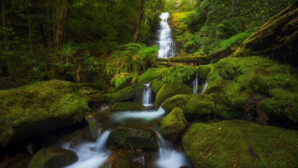 Wallpaper Beautiful, Stream, Background, Algae, Trees, Between, Nature, Waterfall, Rocks, Forest, Covered, Green