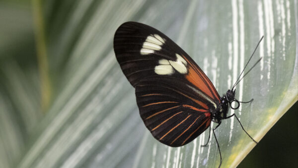 Wallpaper Leaf, Green, Lines, Design, Black, Macro, Brown, Butterfly