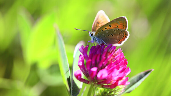 Wallpaper Sitting, Petals, Dots, Butterfly, Background, Black, Brown, Blur, Purple, Flower, Green