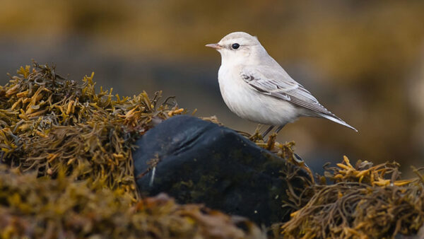 Wallpaper Standing, Bird, Flycatchers, Old, World, Background, Stone, Blur, Birds, Desktop