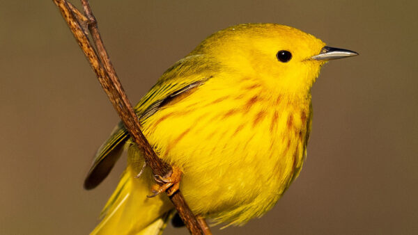 Wallpaper Yellow, Bird, View, Warbler, Closeup