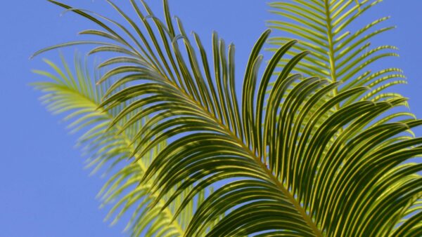 Wallpaper Tree, Background, Leaves, Blue, Palm, Branches, Nature, Sky