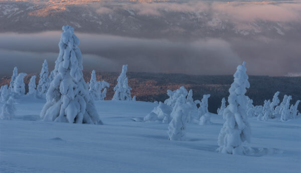 Wallpaper Covered, During, Trees, Winter, Landscape, Snow, And