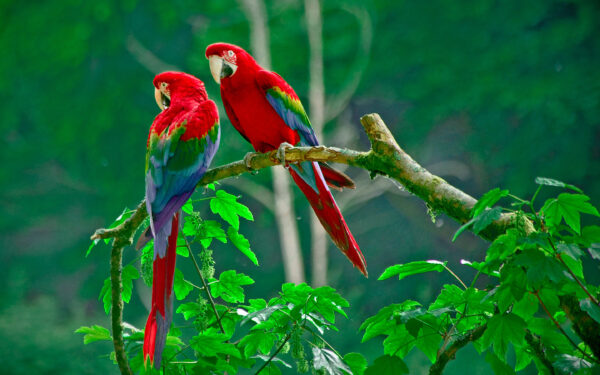 Wallpaper Paradise, Parrots